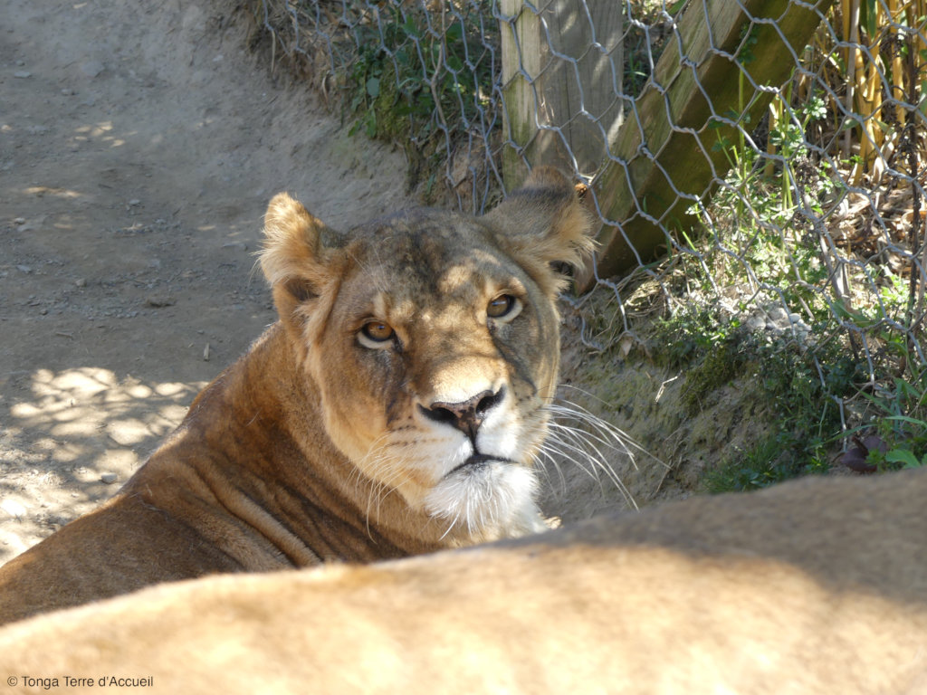 Give Four Former Circus Lions A Sanctuary Home