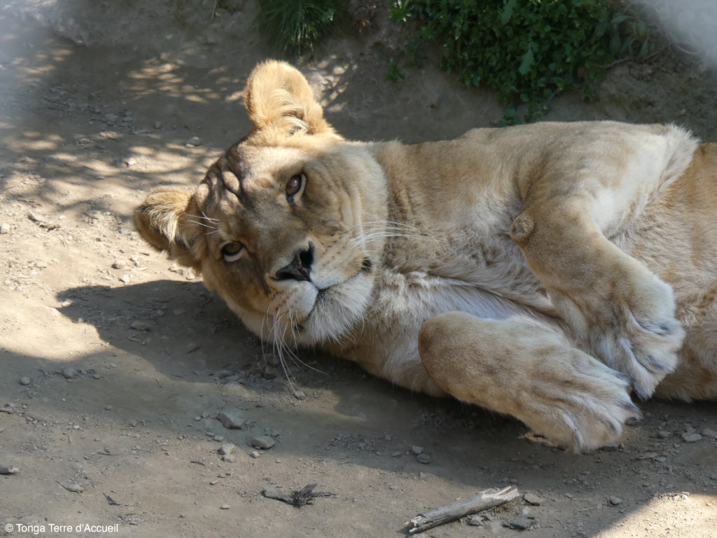 Give Four Former Circus Lions A Sanctuary Home