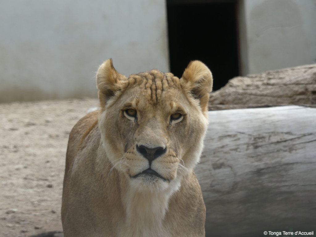Give Four Former Circus Lions A Sanctuary Home