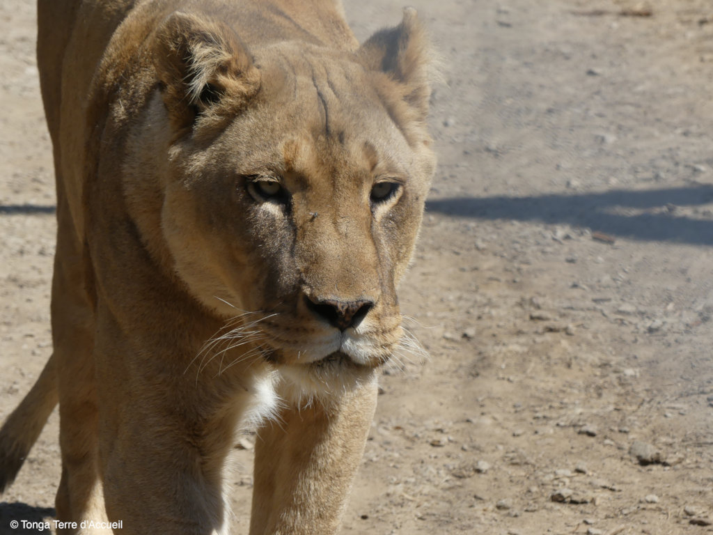 Give Four Former Circus Lions A Sanctuary Home