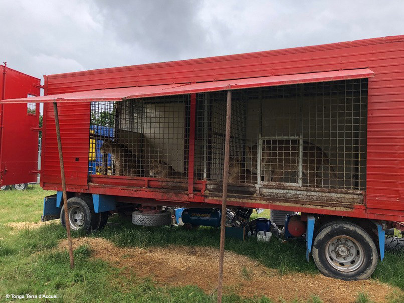 Give Four Former Circus Lions A Sanctuary Home