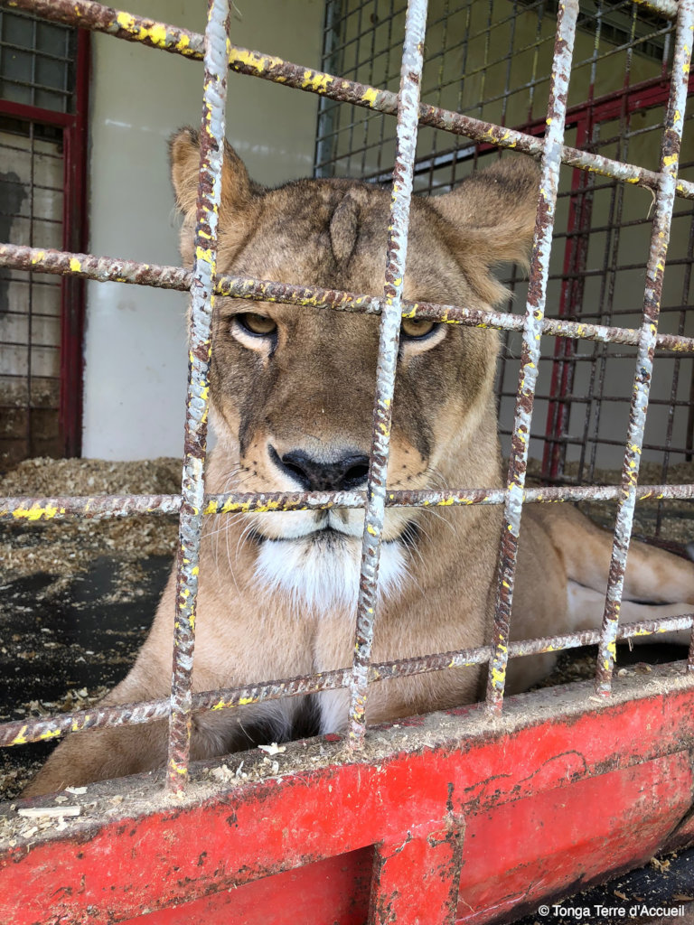 Give Four Former Circus Lions A Sanctuary Home