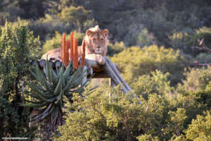 King, happy at Shamwari Big Cat Rescue Centre