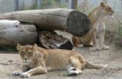 Give Four Former Circus Lions A Sanctuary Home