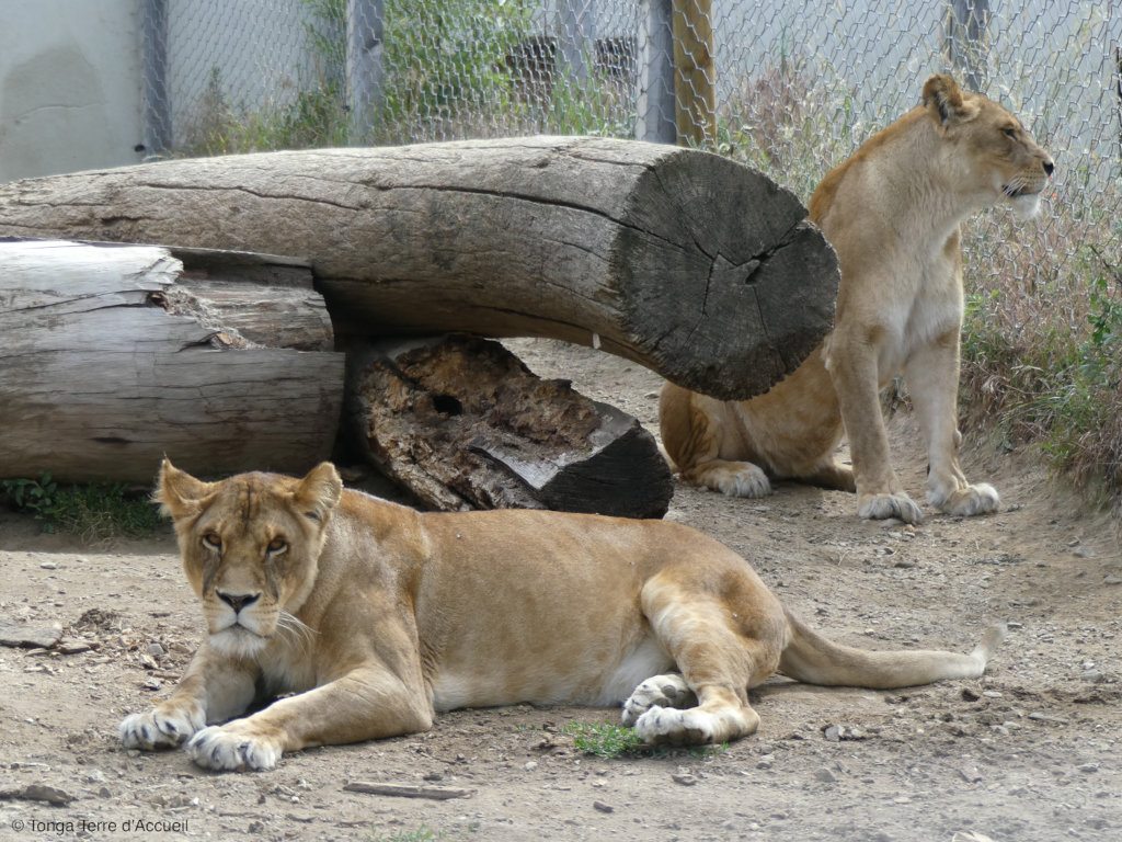 Give Four Former Circus Lions A Sanctuary Home