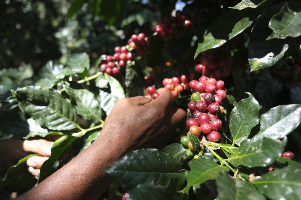 Doubling Income for the Poorest Farmers in Peru
