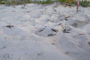 Hatchlings on their way to the sea.