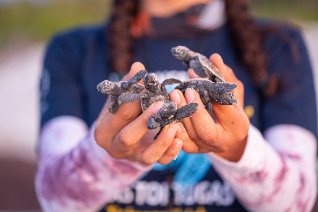 Help save 500,000 sea turtle hatchlings in Yucatan