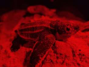 Baby leatherback!
