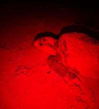 Loggerhead nesting in Holbox