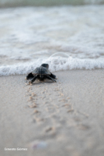Baby sea turtle beginning its oceanic journey