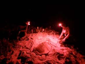 Local volunteers helping with a hawksbill turtle