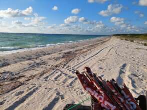 Looking for sea turtle tracks