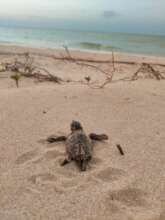 Rescued hatchling on its way to the sea.