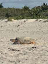 Another unusual evening hawksbill nester.