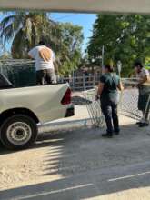 Loading the truck with nest protections for Holbox