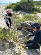 Protecting a hawksbill nest from racoon predation.