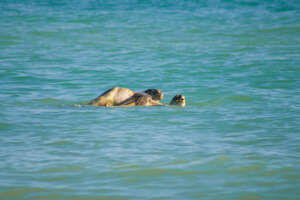 Green sea turtles mating (courtesy of Dulce Diaz)