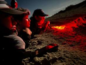 Observing the nesting process of a sea turtle.
