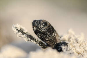 Hawksbill hatchling coming out of the egg