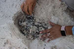 Hatchlings found while cleaning a nest