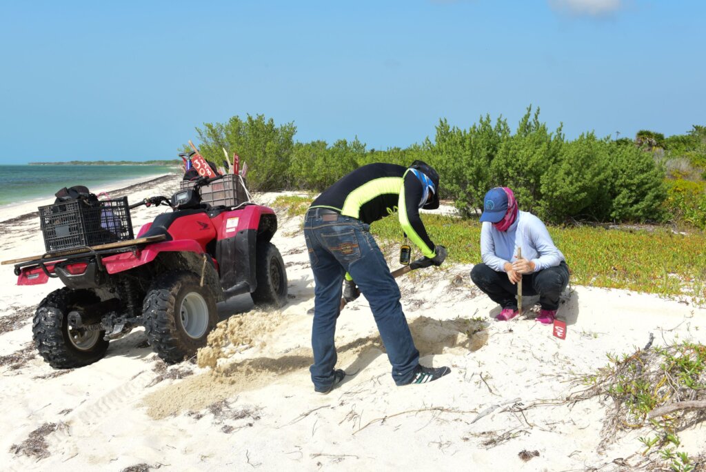 Help save 500,000 sea turtle hatchlings in Yucatan