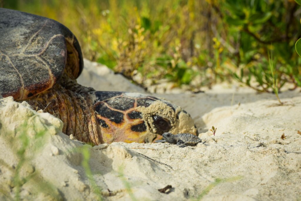 Hawksbill turtle nesting
