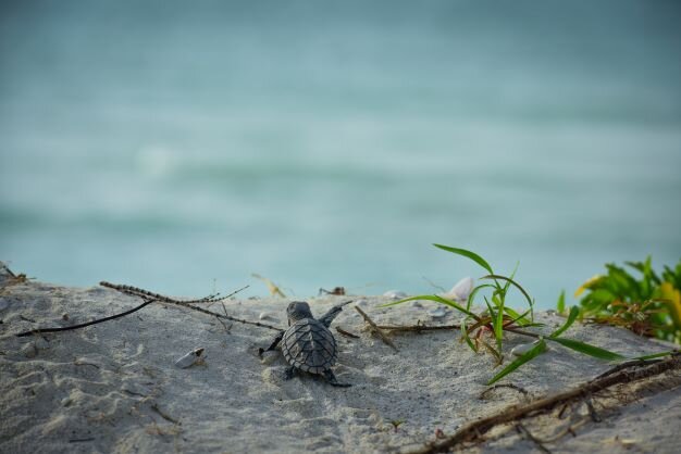 Hatchling going to the sea