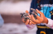 Help save 500,000 sea turtle hatchlings in Yucatan