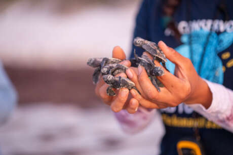 Help save 500,000 sea turtle hatchlings in Yucatan