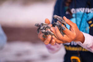 Help save 500,000 sea turtle hatchlings in Yucatan