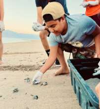 Releasing hatchlings with Grupo Tortugero.