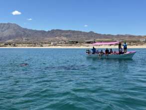 An unforgettable encounter with a whale shark