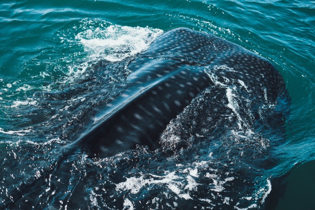 Cultivating Baja Conservation Leaders for Tomorrow