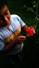 Eco Warriors experimenting hand pollination