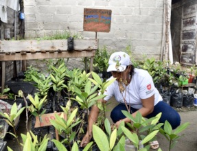 Mangrove Nursery at home