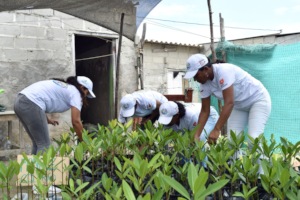 Tending to the mangrove seedlings
