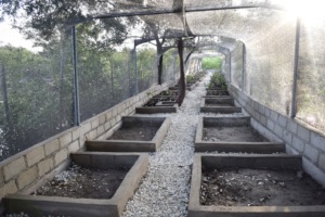 Mangrove nursery - new seedlings planted