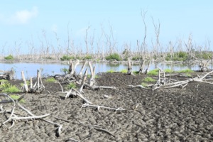 Area to be restored with mangrove seedlings