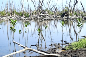 New mangrove seedlings planted