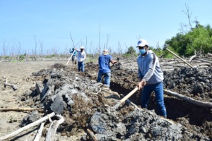 Clearing for planting mangrove seedlings