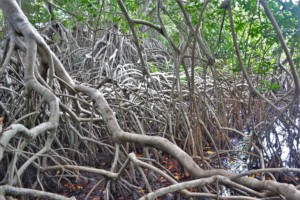 Degraded Mangroves_Colombia
