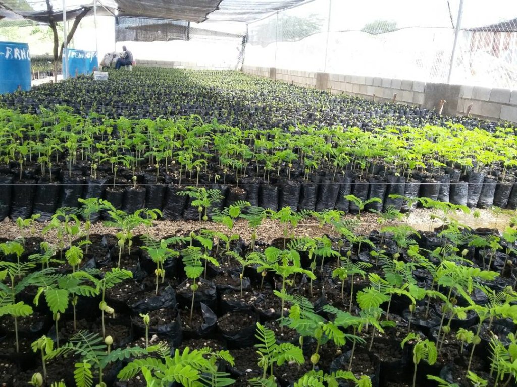 Reviving Haiti & Colombia's Mangroves