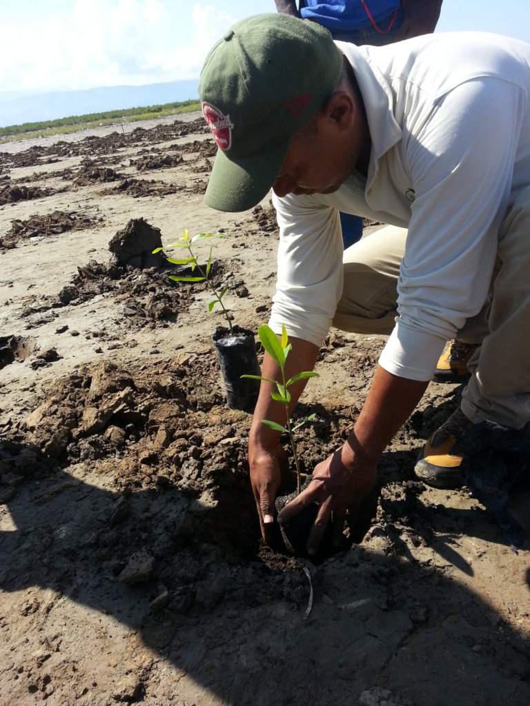 Reviving Haiti & Colombia's Mangroves
