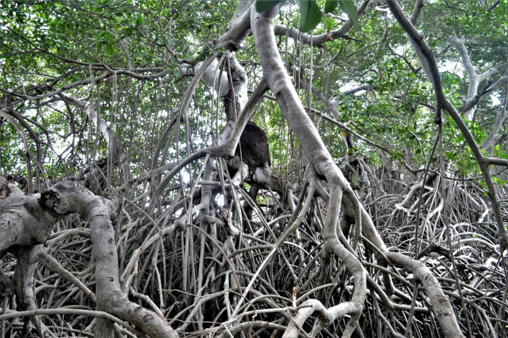 Reviving Haiti & Colombia's Mangroves
