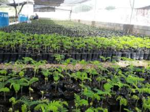 Mangrove Nursery