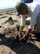 Planting Mangroves