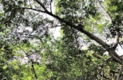 Reviving Haiti & Colombia's Mangroves