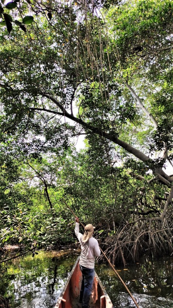 Reviving Haiti & Colombia's Mangroves