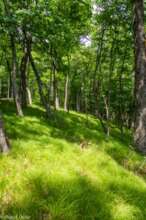 Dry Oak-Hickory-Hophornbeam Forest